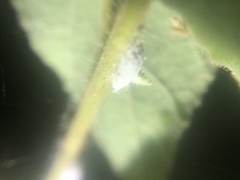 Phenacoccus solenopsis