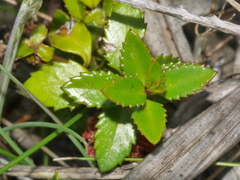 Gonocarpus aggregatus