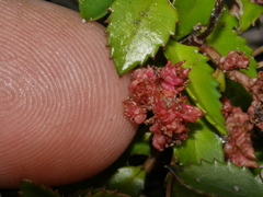 Gonocarpus aggregatus