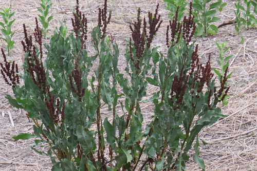 Image of Rumex chrysocarpos by (c) johnyochum, some rights reserved (CC BY)