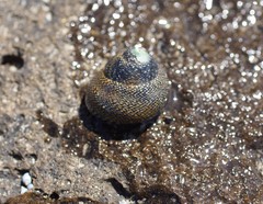 Chlorodiloma odontis