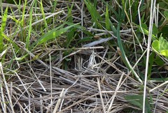 Orocrambus corruptus