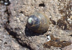 Chlorodiloma odontis