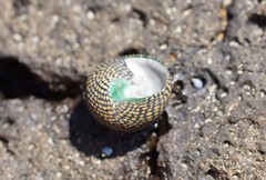 Chlorodiloma odontis