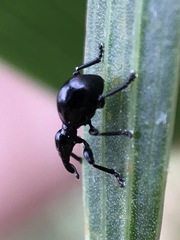 Rhynolaccus formicarius