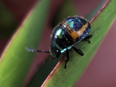 Lampromicra