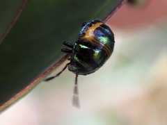 Lampromicra