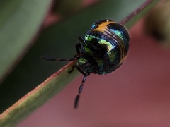 Lampromicra
