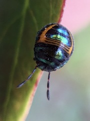 Lampromicra