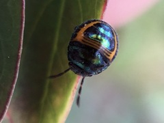 Lampromicra