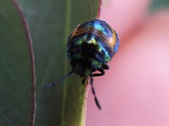 Lampromicra