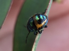 Lampromicra
