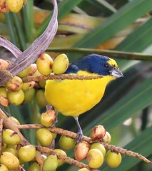 Euphonia laniirostris