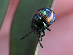 Lampromicra