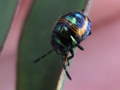 Lampromicra