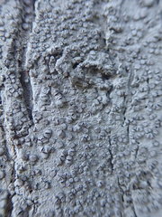 Lecanactis subfarinosa