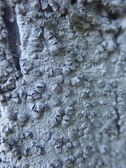 Lecanactis subfarinosa