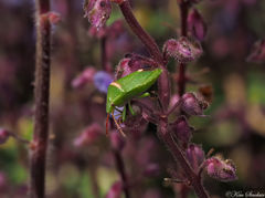 Ocirrhoe unimaculata