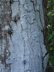 Lecanactis subfarinosa