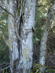 Lecanactis subfarinosa