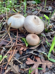 Agaricus
