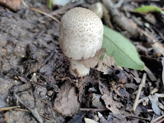 Agaricus