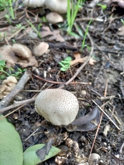 Agaricus