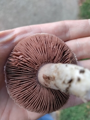 Agaricus
