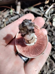 Agaricus