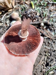Agaricus