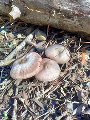 Agaricus