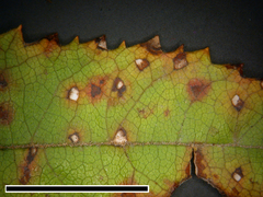 Sphaerulina westendorpii