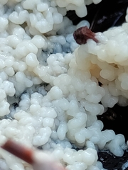 Didymium