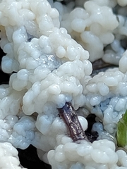 Didymium