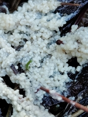 Didymium
