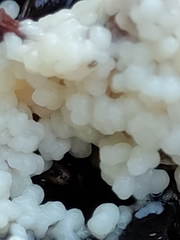 Didymium