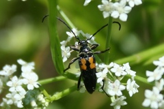 Typocerus lunulatus