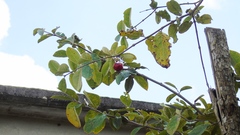 Malpighia mexicana