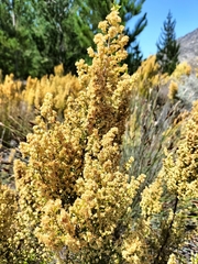 Erica leucanthera