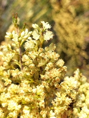 Erica leucanthera