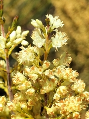 Erica leucanthera