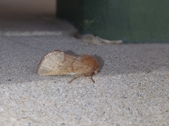 Lepidoptera
