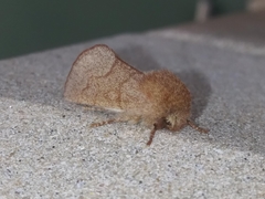 Lepidoptera