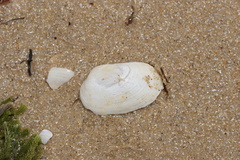 Venerupis galactites