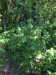 Zanthoxylum hirsutum