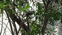 Zonotrichia capensis