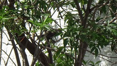 Zonotrichia capensis