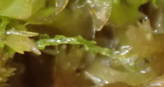 Fuscocephaloziopsis lunulifolia