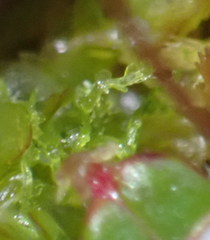 Fuscocephaloziopsis lunulifolia