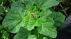 Fuertesimalva limensis